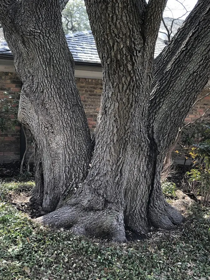 Mature heritage tree close to a Mcminnville property cared for by certified arborists